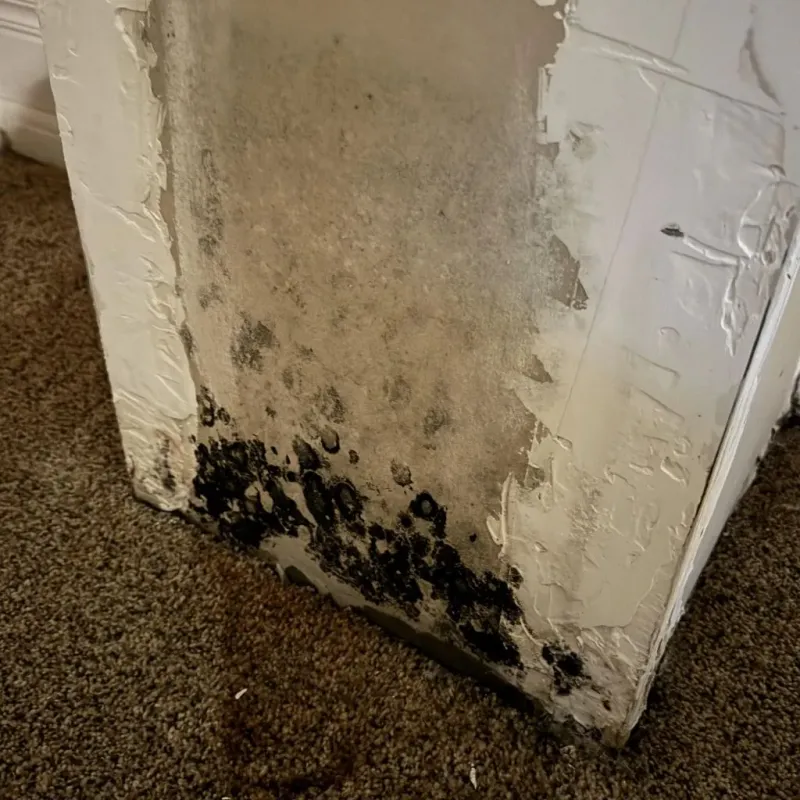 Professional Mold Removal in Wamego, KS